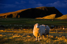 Fair Isle