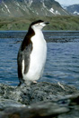South Georgia